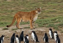 Argentina: i puma cambiano dieta e cacciano pinguini Abitudini alimentari