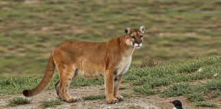 Abitudini alimentari