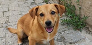 Adozione consapevole