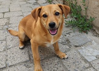 Avellino: adottato un cane con grave cardiopatia Adozione consapevole