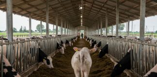 Allevamenti intensivi