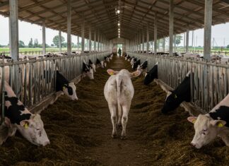 Allevamenti intensivi