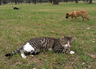 Terni: cani da caccia uccidono gatti di una colonia Animali uccisi