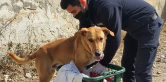 Emergenza randagismo