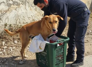 Emergenza randagismo