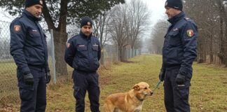 Maltrattamento animali