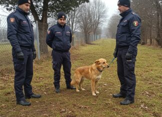 Cassino, maltratta due cani: condannato a 4 mesi Maltrattamento animali