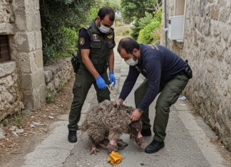Soccorso animale