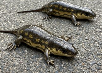 Albenga: tartarughe esotiche abbandonate in strada Abbandono animali