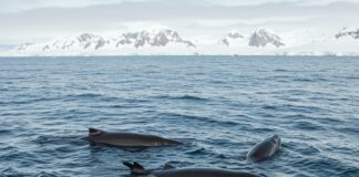 Sentinelle ambientali