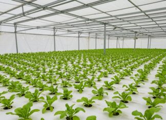 Giappone: una pellicola per coltivare cibo più sicuro Coltivazione sicura