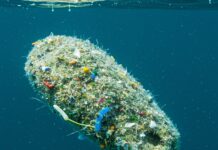 Giappone: batteri per eliminare la plastica in mare Batteri mangiaplastica