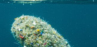 Batteri mangiaplastica