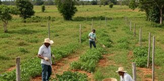 Agroecologia cubana