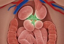 Paratiroidi: come proteggere queste ghiandole vitali Equilibrio calcio