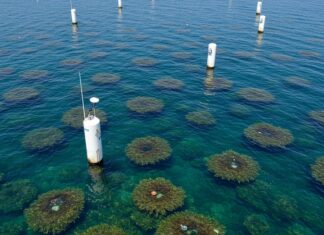 Baleari: boe smart per proteggere la posidonia Posidonia protetta