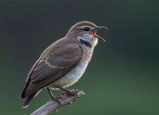 Uccelli: svelato il mistero del canto mattutino Coro dell'alba
