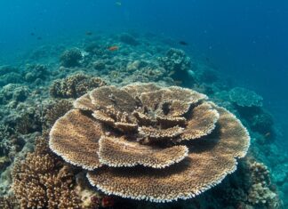 Pantelleria: nuova area marina per proteggere i fondali Tutela ambientale