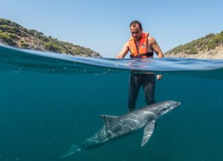 Ionio: progetto per salvare le tartarughe marine Tutela Ionio
