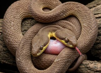 Serpenti: il cannibalismo è una strategia evolutiva Adattamento evolutivo