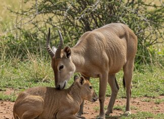Suricati: parlano al sole per rafforzare il branco Coesione sociale