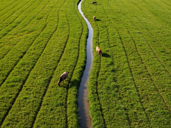 1_pascoli_minacciati Pascoli minacciati