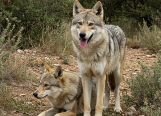 Decreto abbattimento lupi: la Campania si oppone Tutela lupi