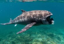 Foche: la loro resistenza svela la salute marina Salute oceani