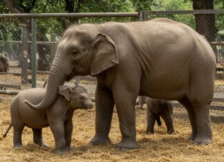 Sfattoria, associazioni al TAR per salvare i cinghiali Tutela cinghiali