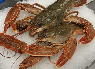 Crostacei, Marche: legge per vietare la cottura da vivi Tutela crostacei