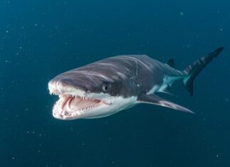 Squali: l’acidificazione degli oceani consuma i denti Oceani acidi