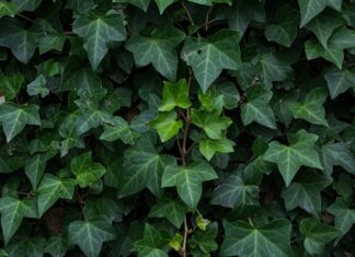 Edera: guida completa a usi, proprietà e coltura Usi edera