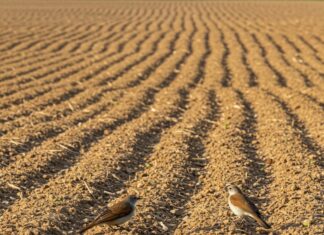 Italia: uccelli delle campagne in forte declino Avifauna rurale