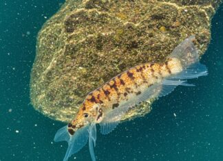 Stretto di Sicilia: il plancton diventa tropicale Ecosistema marino