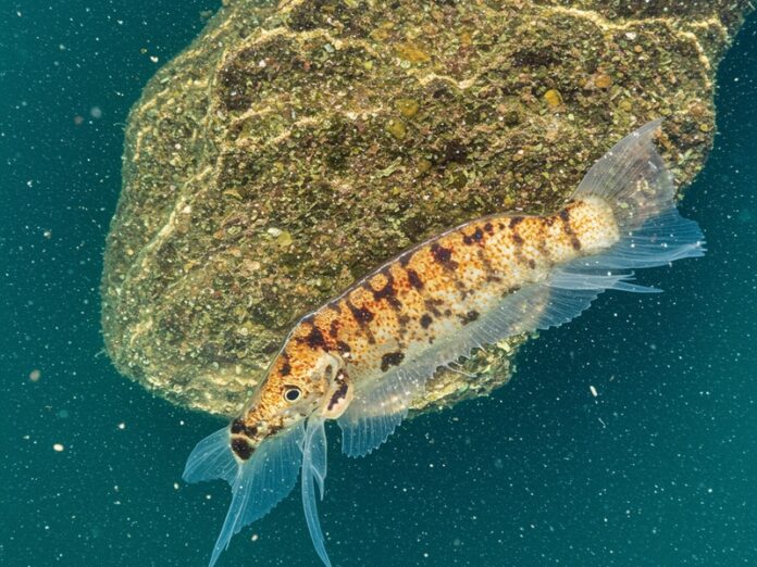 9_ecosistema_marino Ecosistema marino