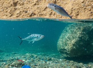 Microplastiche: allarme nel Mediterraneo e nel cibo Plastica invisibile