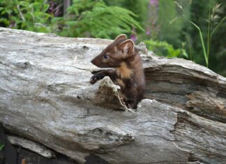 Foto di Glen Mc Call: https://www.pexels.com/it-it/foto/donnola-nella-natura-selvaggia-2-30447248/