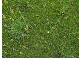 Giardini: 5 piante tappezzanti contro la siccità Copertura vegetale