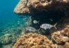 Mediterraneo: il caldo fa crollare la popolazione ittica Oceani caldi