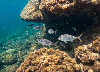 Mediterraneo: il caldo fa crollare la popolazione ittica Oceani caldi