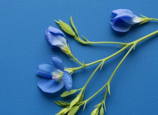 Indaco: come coltivare il pigmento blu naturale Colorante naturale