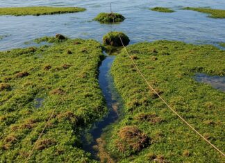 Isole Egadi: nuovo progetto per la posidonia marina Praterie marine