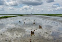 Delta Po: fondi UE per il ripristino dell’ecosistema Ripristino ecologico