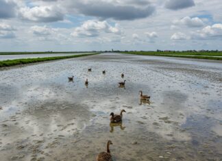 Delta Po: fondi UE per il ripristino dell’ecosistema Ripristino ecologico