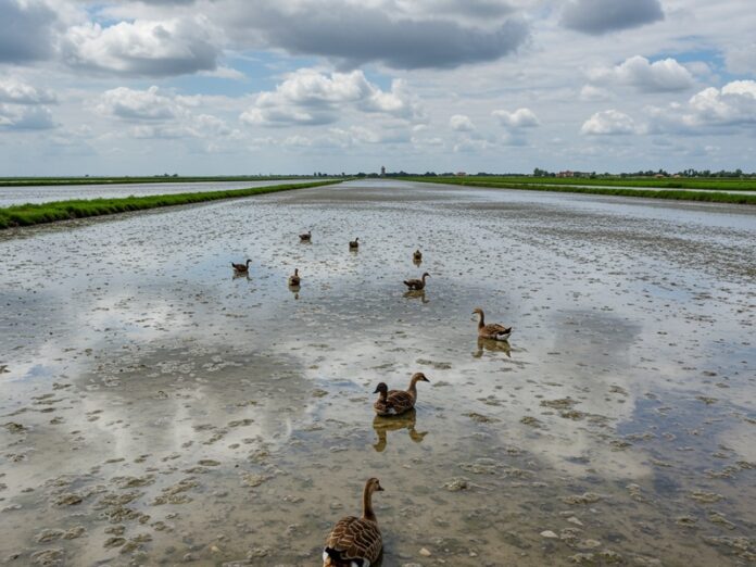 Ripristino ecologico