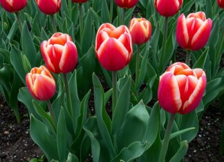 Tulipani: i segreti per una fioritura più lunga Cura tulipani