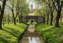 Reggiolo: un canale inquinato rinasce con le piante Bonifica naturale