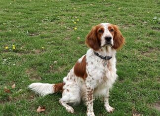 Cani: la classifica delle razze preferite in Italia Razze canine