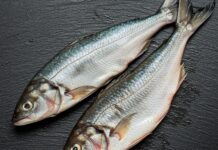 Mari italiani: la guida al pesce fresco e sicuro Sicurezza alimentare