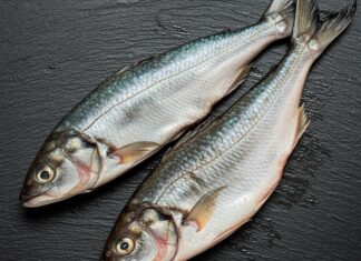 Mari italiani: la guida al pesce fresco e sicuro Sicurezza alimentare